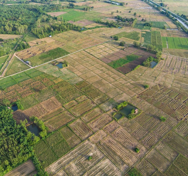 Empty rice field after harvest in agriculture Asian country